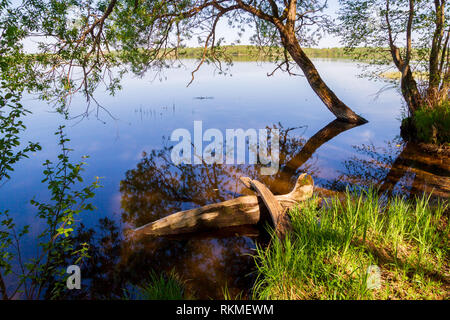 Biber zerbissen einen Baum im Wald in einem kleinen Fluss Stockfoto