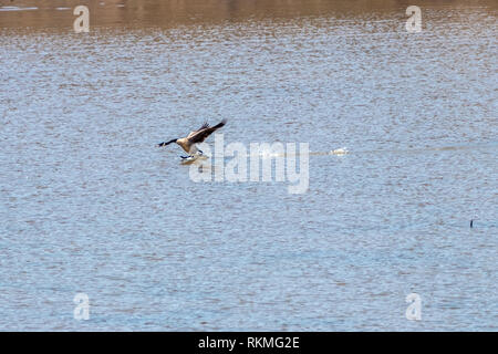 Kanadische Gans, die auf Wasser, abnehmen Stockfoto