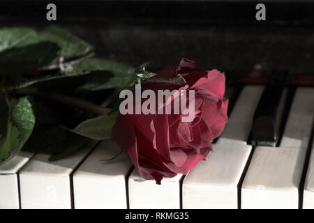 Rote Rose auf einem Klavier Stockfoto
