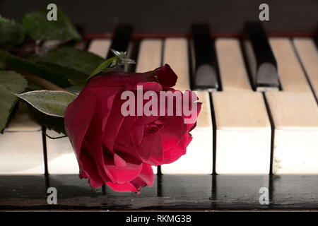 Rote Rose auf einem Klavier Stockfoto