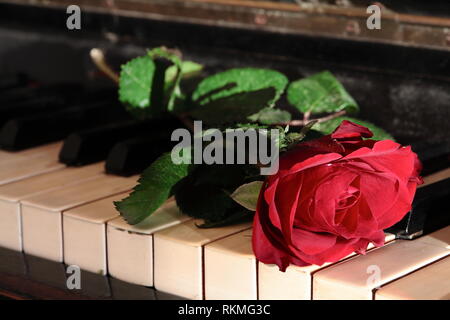 Rote Rose auf einem Klavier Stockfoto