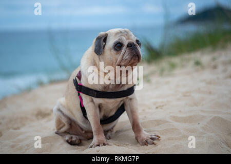 Niedliche mops Hund rund um die Insel Strand Campeche in Florianópolis, Brasilien. Blaue Meer im Hintergrund. Stockfoto