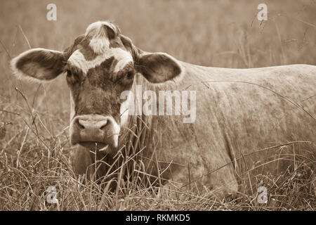 , Jackson County, Alabama, USA Stockfoto