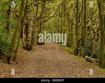 Calverley Wald, ein Wald in der Nähe von Leeds durch die Woodland Trust verwaltet. Stockfoto