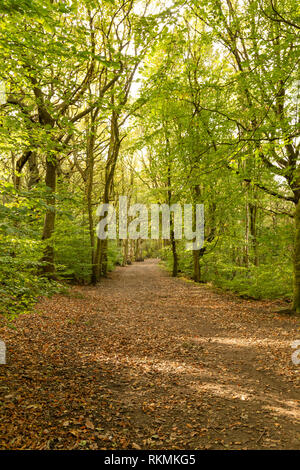 Calverley Wald, ein Wald in der Nähe von Leeds durch die Woodland Trust verwaltet. Stockfoto