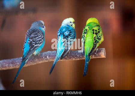 Kleine Papageien Vögel, hell Blau und Grün, sitzen auf den Ast auf unscharfen Kopie Raum Hintergrund. Halten der Haustiere zu Hause Konzept. Stockfoto