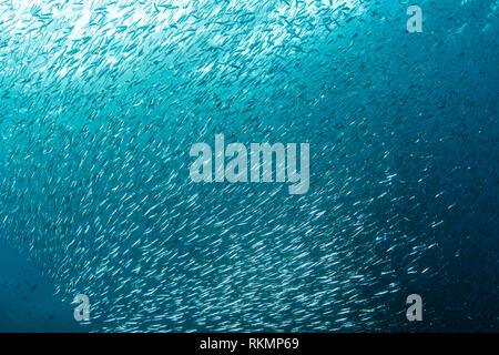 Eine große Schule von silversides schwimmt direkt an der Kante eines Korallenriffs in Raja Ampat, Indonesien. Diese kleinen, silbernen Fisch enden häufig als Beute. Stockfoto