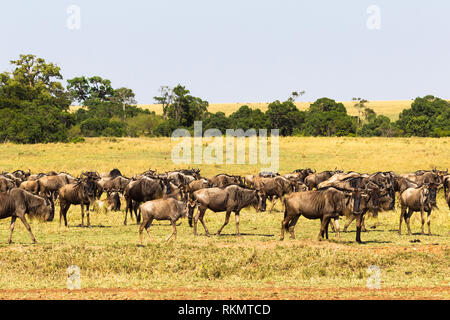 Kleine Herde von Gnus in der Savanne. Die Masai Mara, Kenia Stockfoto