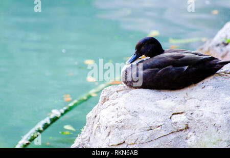 Enten am San Antonio River Walk Texas Stockfoto