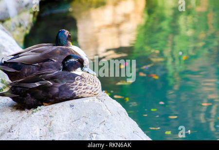 Enten am San Antonio River Walk Texas Stockfoto