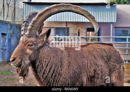 Nahaufnahme eines Steinböcke, in einer ländlichen Bauernhof photografed. Stockfoto