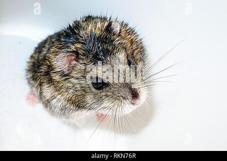 Graue Hamster auf einem weißen Hintergrund, inländische Nager Hamster. Graue Hamster auf einem weißen Hintergrund, inländische Nager Hamster. Stockfoto