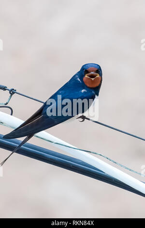 Schwalbe sitzt auf dem Draht und öffnete den Mund. Schwäne schreckliche Gesicht. Stockfoto