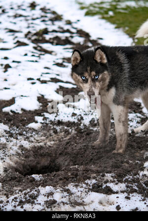 Husky gräbt ein Loch in den Boden im Winter Stockfoto