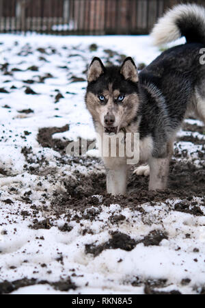 Husky gräbt ein Loch in den Boden im Winter Stockfoto