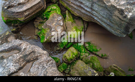 Grüne Algen auf den Felsen Stockfoto