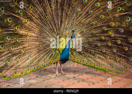 Porträt eines schönen und bunten Blue Ribbon Pfau in Full feather, während er versuchte, die Aufmerksamkeit einer nahe gelegenen weibliche Anzuziehen Stockfoto