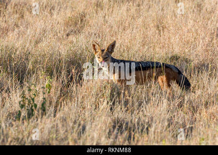 Ein einzelnes Black-backed Jackal im offenen Grasland, aufmerksam und suchen, Lewa Wüste, Lewa Conservancy, Kenia, Afrika Stockfoto