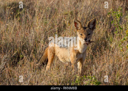 Ein einzelnes Black-backed Jackal im offenen Grasland, aufmerksam und suchen, Lewa Wüste, Lewa Conservancy, Kenia, Afrika Stockfoto