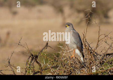 Eine einzige Ost- oder blass Chanting Goshawk thront auf einer Akazie Bush, suchen und Alert, Lewa Wüste, Lewa Conservancy, Kenia, Afrika Stockfoto