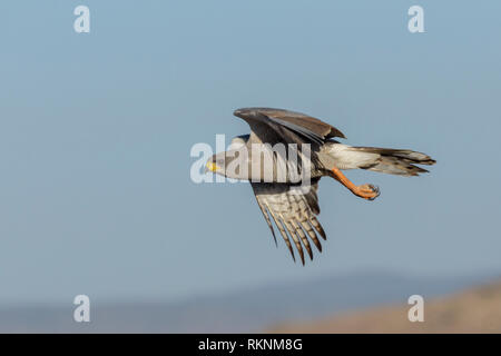 Eine einzige Ost- oder blass Chanting Goshawk im Flug gleich nach dem Entfernen, Wüste, Lewa Lewa Conservancy, Kenia, Afrika Stockfoto