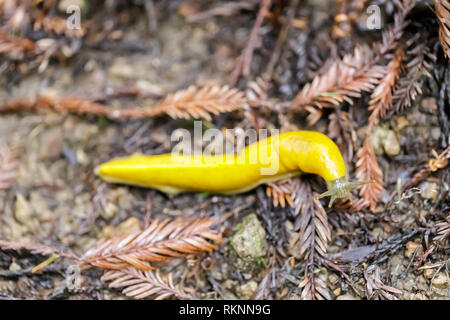 Kalifornien Banane Slug (Ariolimax Californicus) Kriechen. Stockfoto