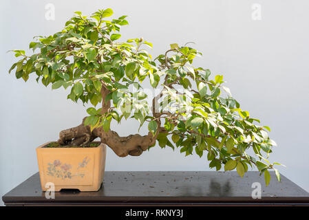 Bonsai Baum auf einem Tisch gegen weiße Wand in BaiHuaTan öffentlichen Park, Chengdu, China Stockfoto