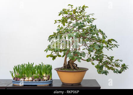 Bonsai Baum auf einem Tisch gegen weiße Wand in BaiHuaTan öffentlichen Park, Chengdu, China Stockfoto