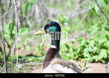 Stockente für die Kamera posiert in der Natur. Stockfoto