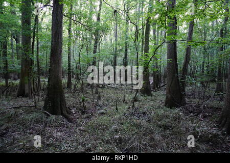 Old-Growth Feuchtgebiete, Congaree Nationalpark Stockfoto