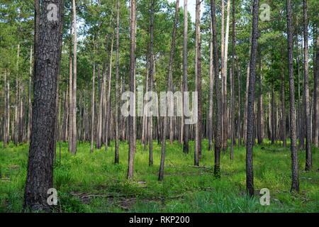 Unberührter Wald, Congaree Nationalpark Stockfoto