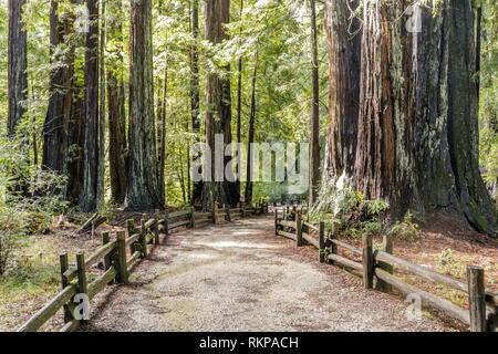 Alte Küste Redwoods entlang der Strecke. Stockfoto