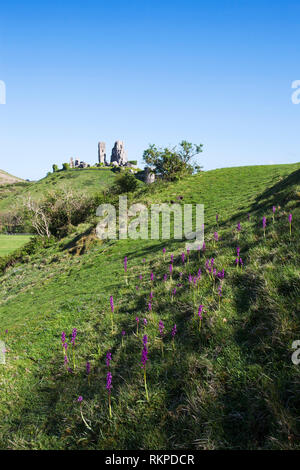 Corfe Castle mit frühen lila Orchideen Orchis mascula im Vordergrund Insel Purbeck Dorset England UK Stockfoto