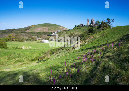 Corfe Castle mit frühen lila Orchideen Orchis mascula im Vordergrund Insel Purbeck Dorset England UK Stockfoto