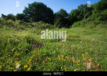 Wilde Blumen auf Broughton, Hampshire, Isle of Wight Wildlife Trust finden in der Nähe von Broughton Hampshire England UK Juni 2016 Stockfoto