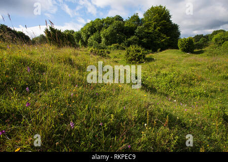 Wilde Blumen auf Chalk downland Broughton, Hampshire, Isle of Wight Wildlife Trust reservieren Hampshire England UK Juni 2016 Stockfoto