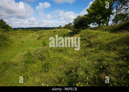 Wilde Blumen auf Broughton, Hampshire, Isle of Wight Wildlife Trust finden in der Nähe von Broughton Hampshire England UK Juni 2016 Stockfoto