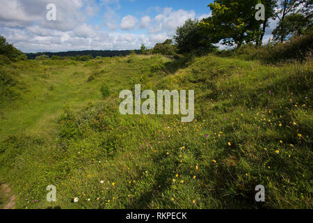 Wilde Blumen auf Broughton, Hampshire, Isle of Wight Wildlife Trust finden in der Nähe von Broughton Hampshire England UK Juni 2016 Stockfoto