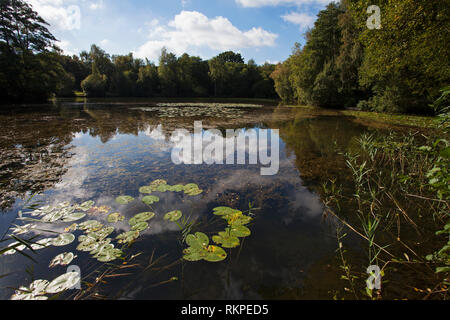 See in Swanwick Seen Hampshire und Isle of Wight Wildlife Trust finden Swanwick Hampshire England Großbritannien Oktober 2016 Stockfoto