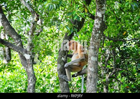 Die proboscis Affen (Nasalis larvatus) aka Spitzzange Affen oder Bekantan in Indonesien oder Bayau in Sabah, ist eine alte Affe, endemisch auf der Sou ist Stockfoto