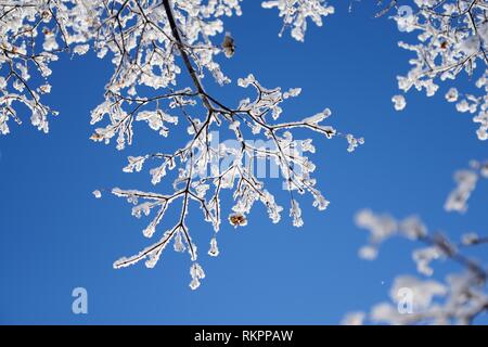 Zweige mit Samen mit Frost Kristalle im kalten Winter morgen bedeckt. Stockfoto