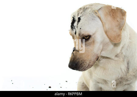 DIRTY UNFUG HUND. LABRADOR NACH DEM SPIEL IN ein SCHLAMMLOCH mit Schuldig. Isoliert gegen den weißen Hintergrund. Stockfoto