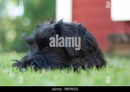 Schwarz sleepy Zwergschnauzer Welpen Blicke seitwärts, wie es legt in Gras im Garten. Stockfoto