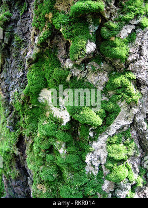 Rinde der alte Baum, der Gegenstand einer Moss Stockfoto