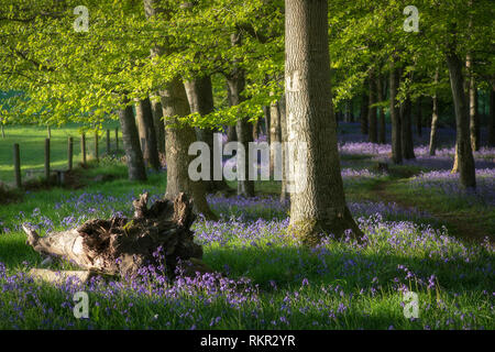 Bäume in einem Teppich der blühenden Bluebells in Tollymore Wald, Nordirland. Stockfoto