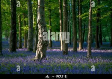 Waldboden mit blühenden Bluebells in Tollymore Forest Park, Nordirland. Stockfoto