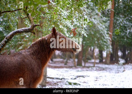 Nahaufnahme der New Forest Ponys weiden auf Holly und Adlerfarn im Schnee, in den Wäldern des New Forest National Park, Hampshire, England, Großbritannien Stockfoto