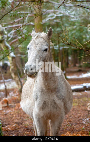 Nahaufnahme der New Forest Ponys weiden auf Holly und Adlerfarn im Schnee, in den Wäldern des New Forest National Park, Hampshire, England, Großbritannien Stockfoto