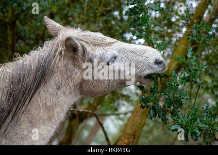 Nahaufnahme der New Forest Ponys weiden auf Holly und Adlerfarn im Schnee, in den Wäldern des New Forest National Park, Hampshire, England, Großbritannien Stockfoto