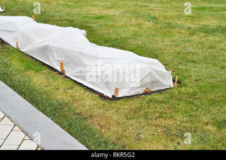 Rosen Schutz von Winter beschädigt werden. Schutz gegen extreme Kälte und isolierenden Rosen. Gartenarbeit im Herbst. Stockfoto